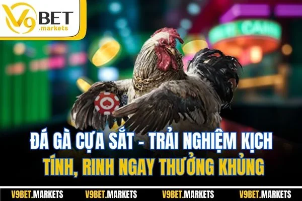 Đá gà cựa sắt - Trải nghiệm kịch tính, rinh ngay thưởng khủng