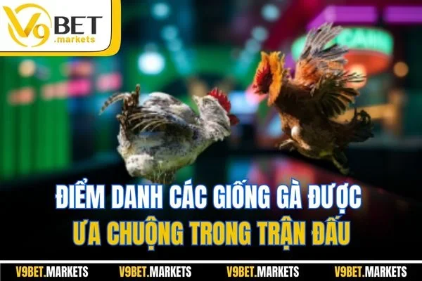 Điểm danh các giống gà được ưa chuộng trong trận đấu